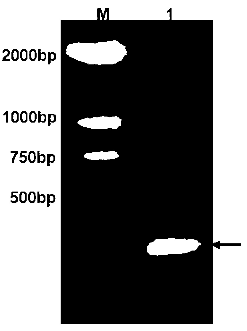 Cyanea capillata thioredoxin and coding gene and application thereof