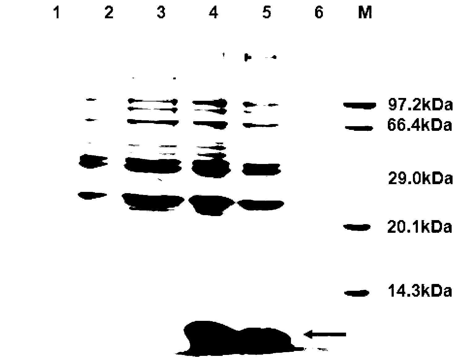 Cyanea capillata thioredoxin and coding gene and application thereof