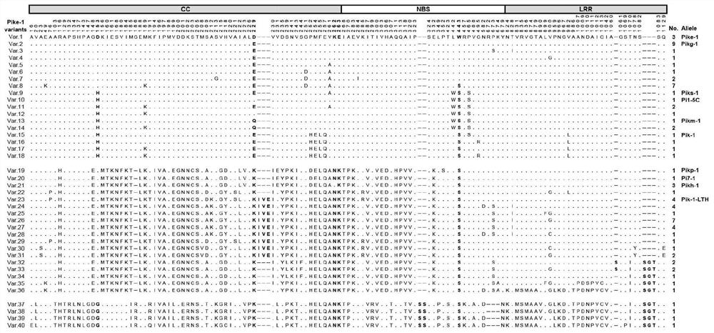 Rice blast resistance gene Pikg, encoding protein and application thereof