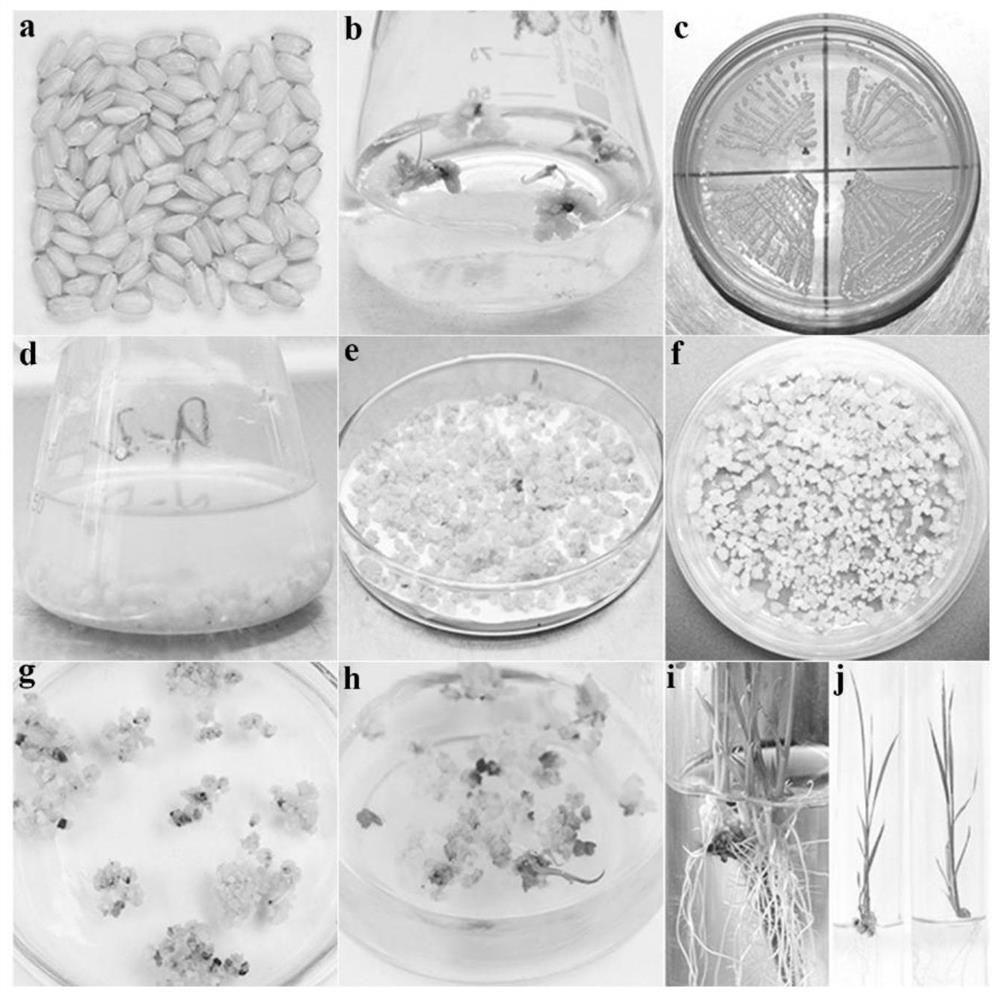 Rice blast resistance gene Pikg, encoding protein and application thereof