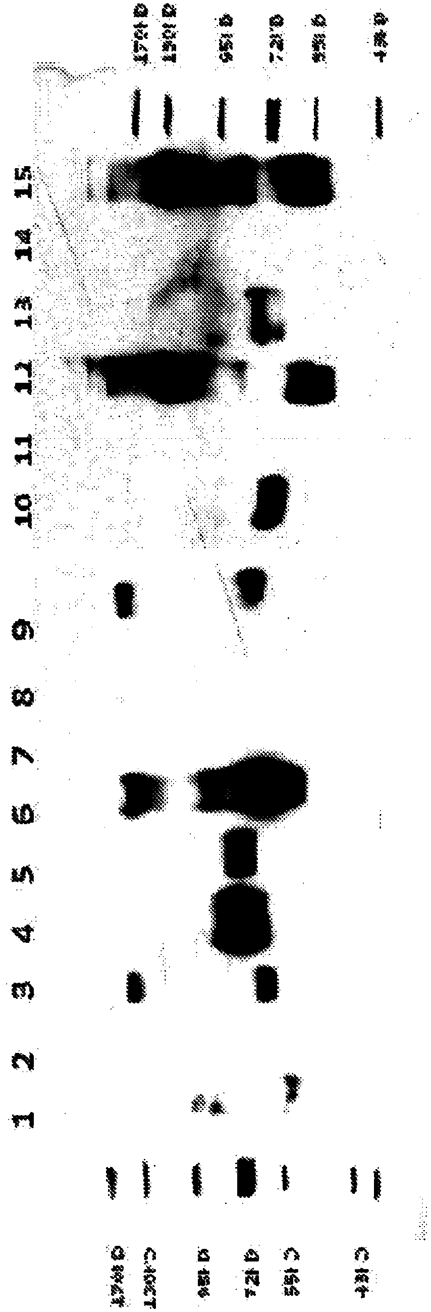 Compositions and methods related to prevention and treatment of rabies infection