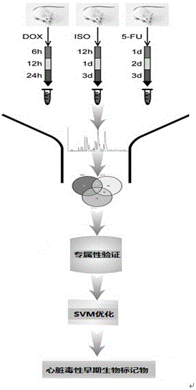 Application of endogenous small molecule substances in rapid detection of early cardiotoxicity