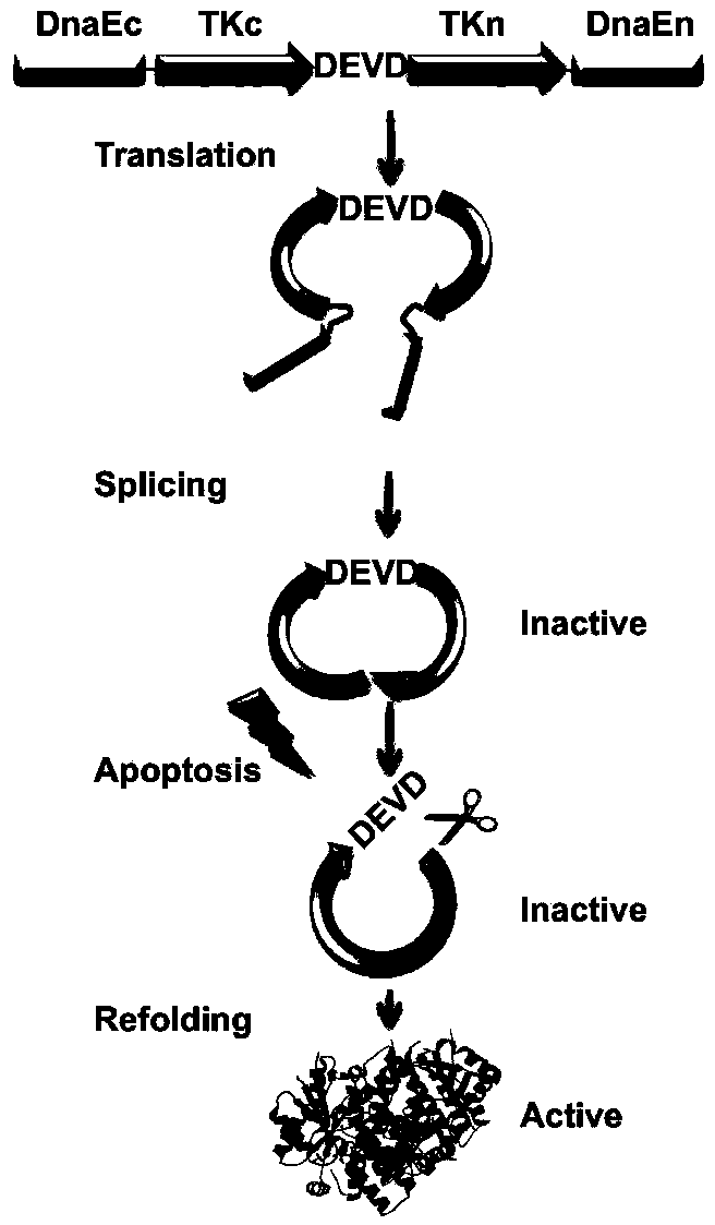 HSV1-TK molecular imaging probe for detecting cell apoptosis as well as construction method and application thereof