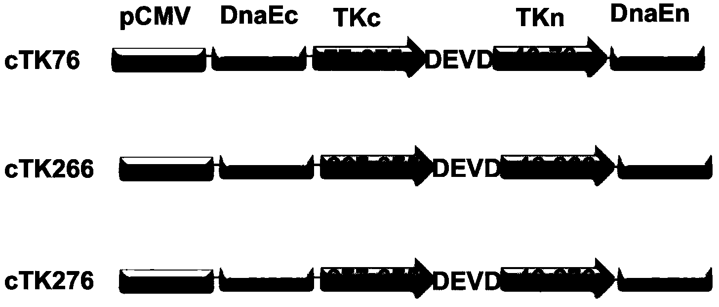 HSV1-TK molecular imaging probe for detecting cell apoptosis as well as construction method and application thereof