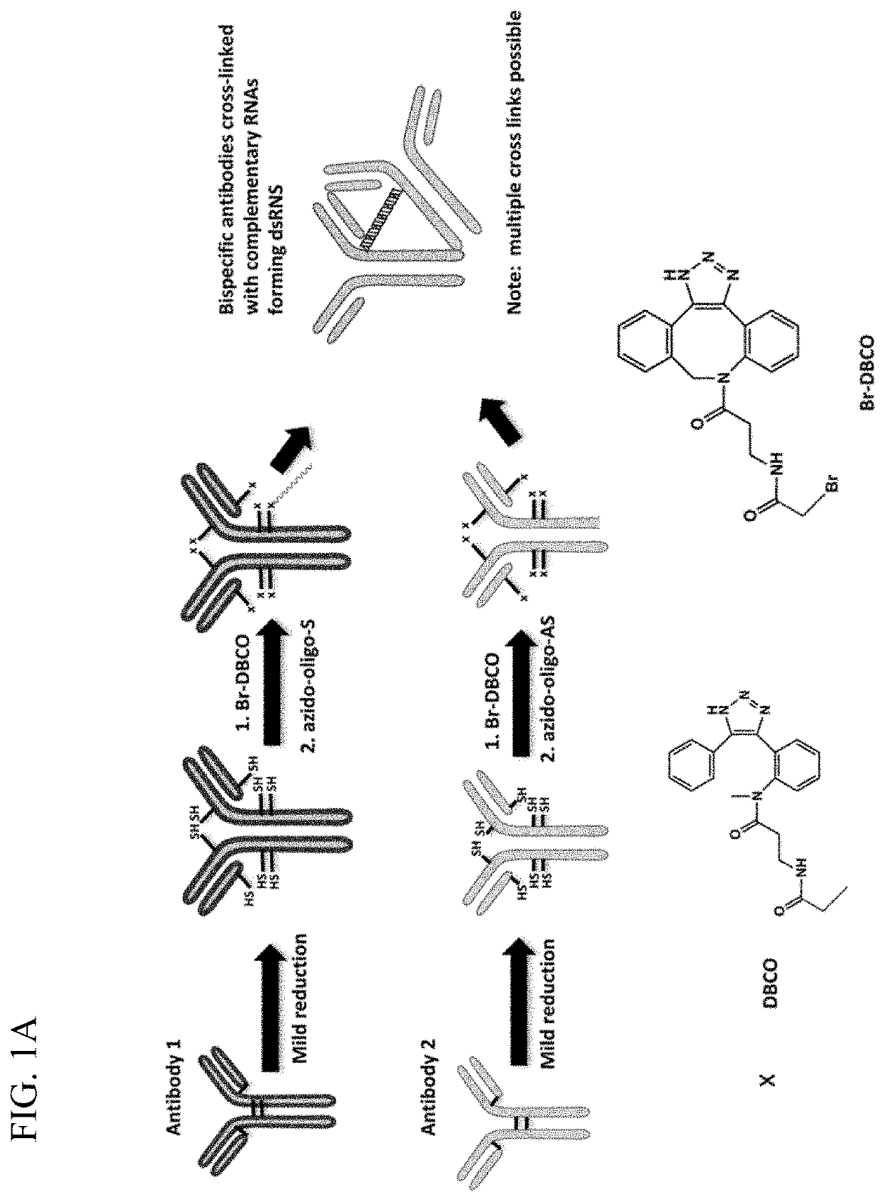 Complementary RNA linked bispecific t-cell engaging antibodies