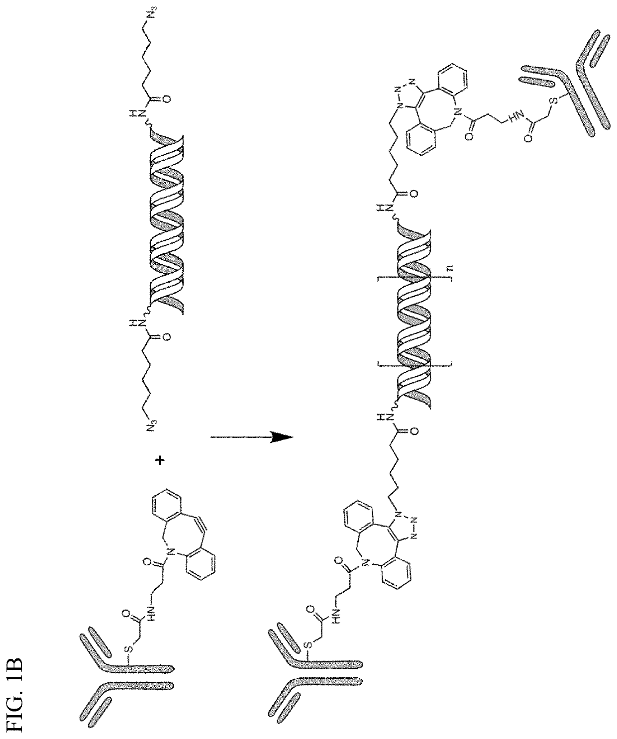 Complementary RNA linked bispecific t-cell engaging antibodies