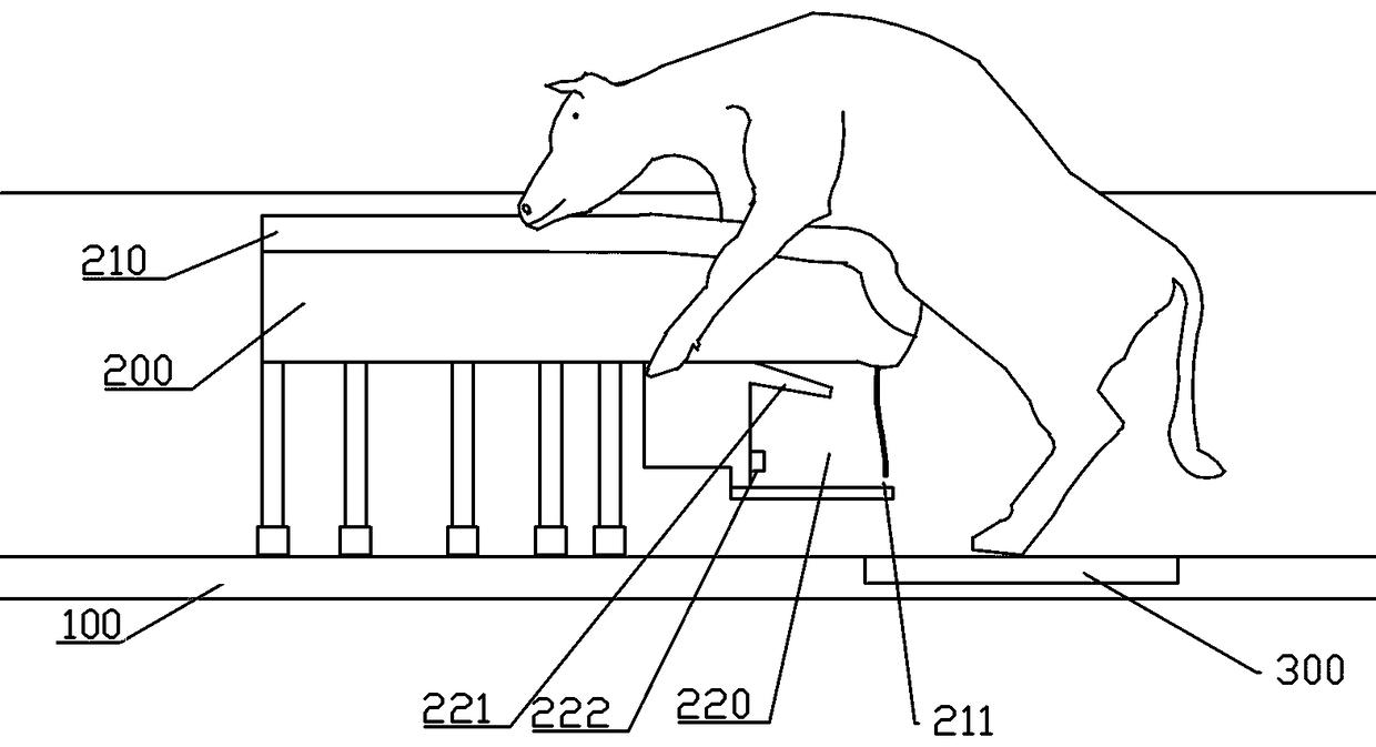 Non-slip semen collection device for bulls