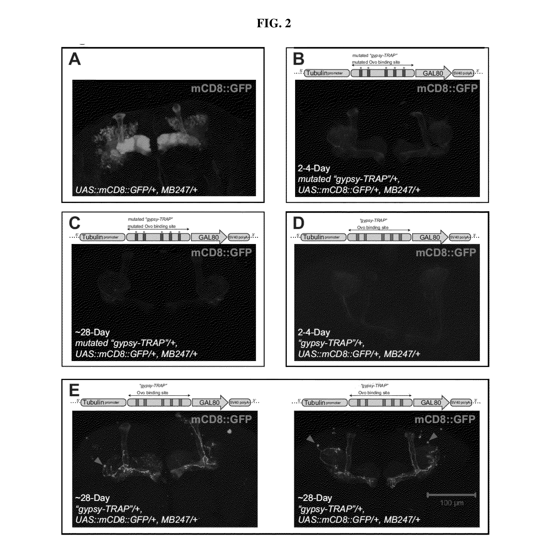 Transposon activation during aging and neuronal decline