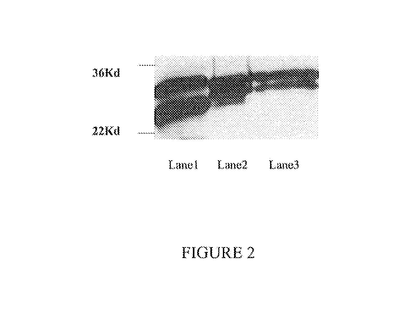 Fragments of antibodies to epidermal growth factor receptor and methods of their use