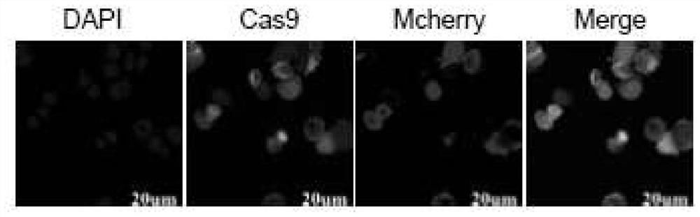 Cas9 system for efficiently editing bombyx mori genome and application of Cas9 system