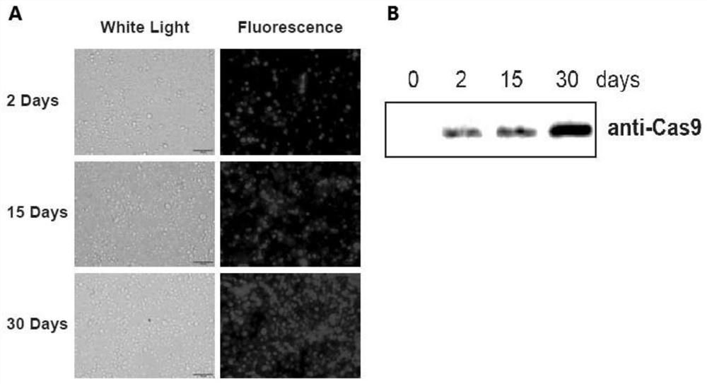 Cas9 system for efficiently editing bombyx mori genome and application of Cas9 system