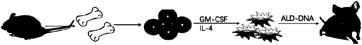 Construction method of systemic lupus erythematosus animal model and application thereof