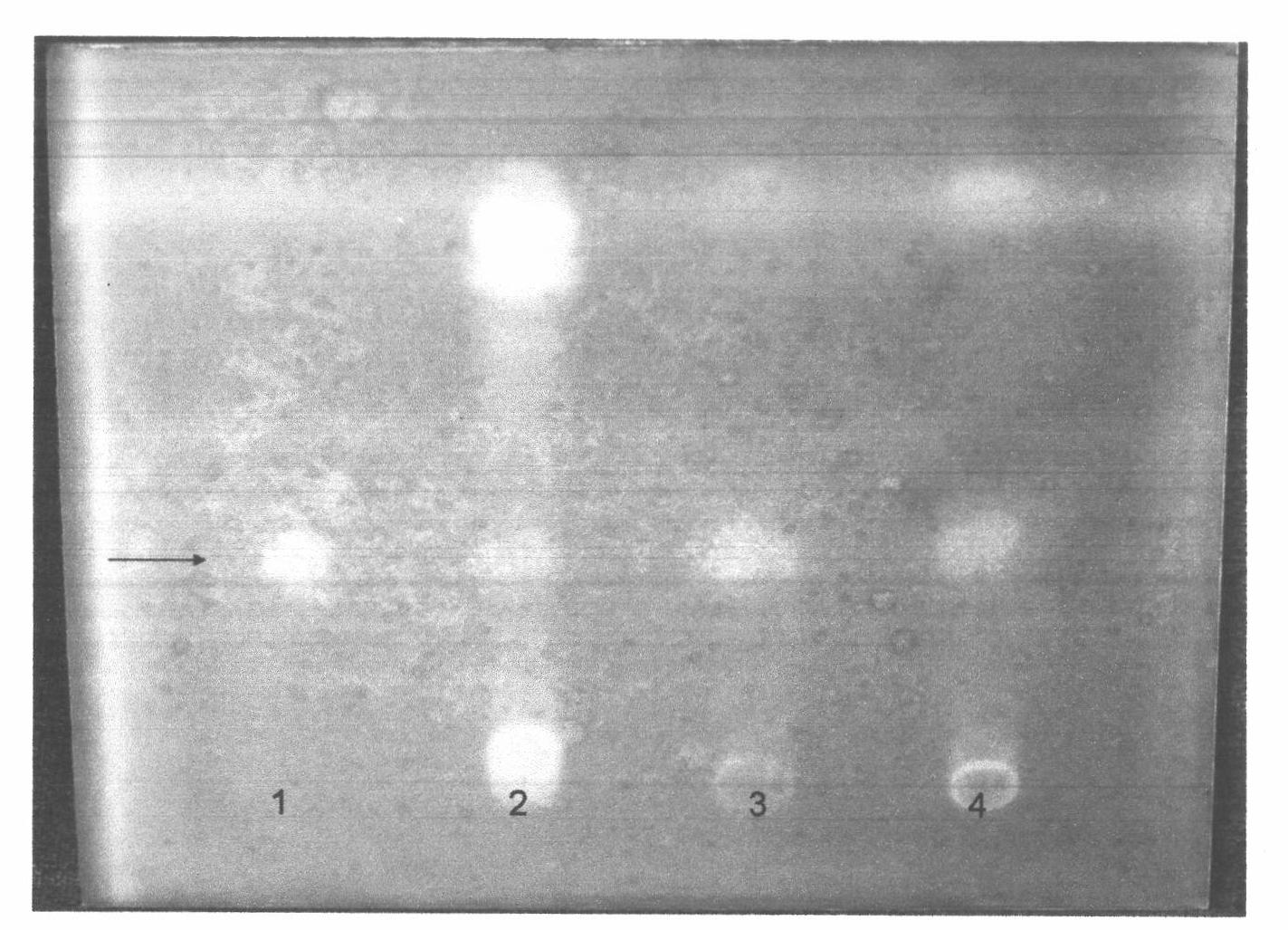 Cultivation method for producing hupenine A through in vitro induction proliferation of thallus of huperzia serrata