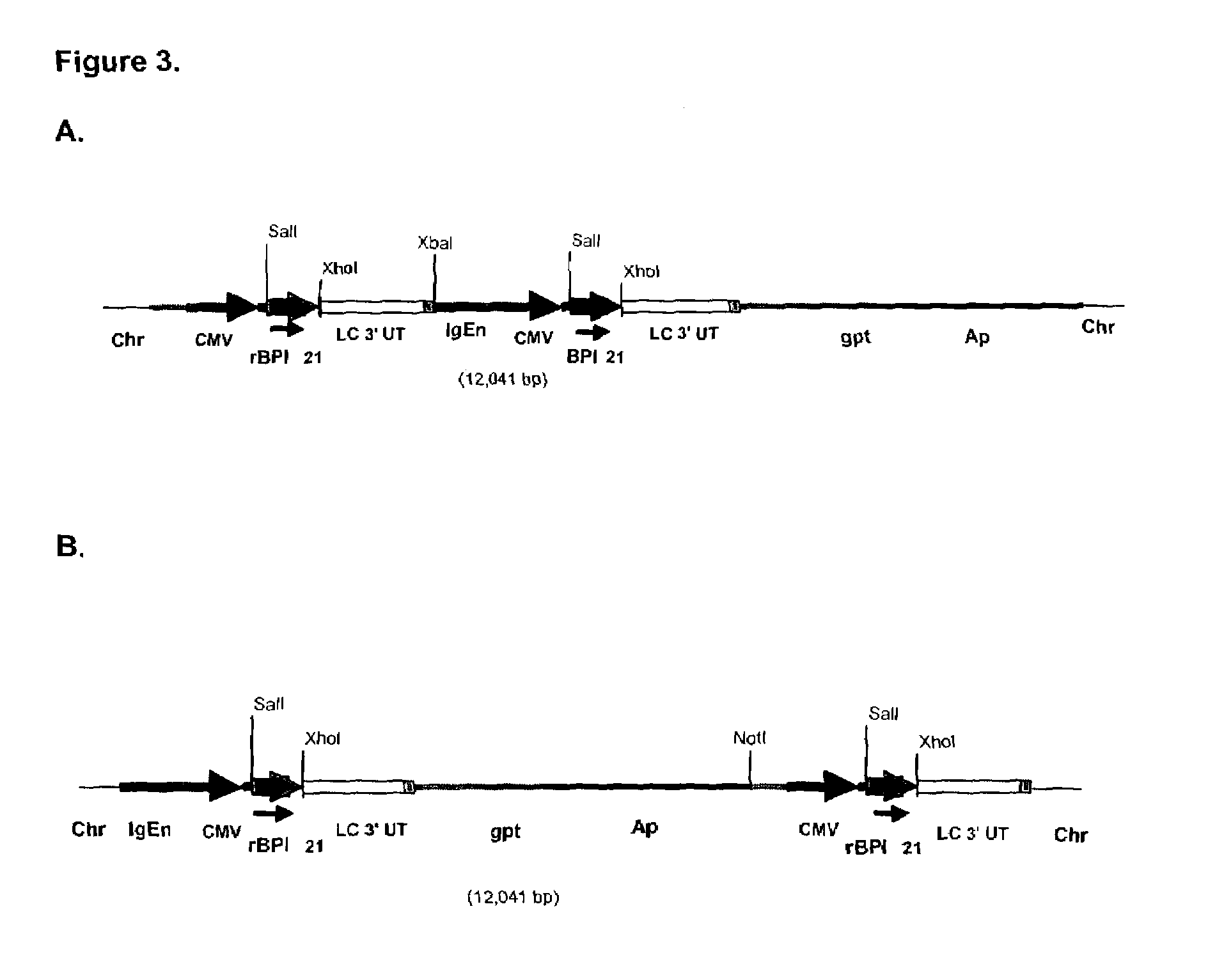 Methods and materials for increasing expression of recombinant polypeptides