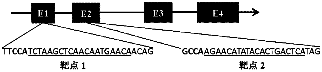 Method for making solanum lycopersicum materials having high fruit lycopene content