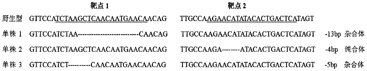 Method for making solanum lycopersicum materials having high fruit lycopene content