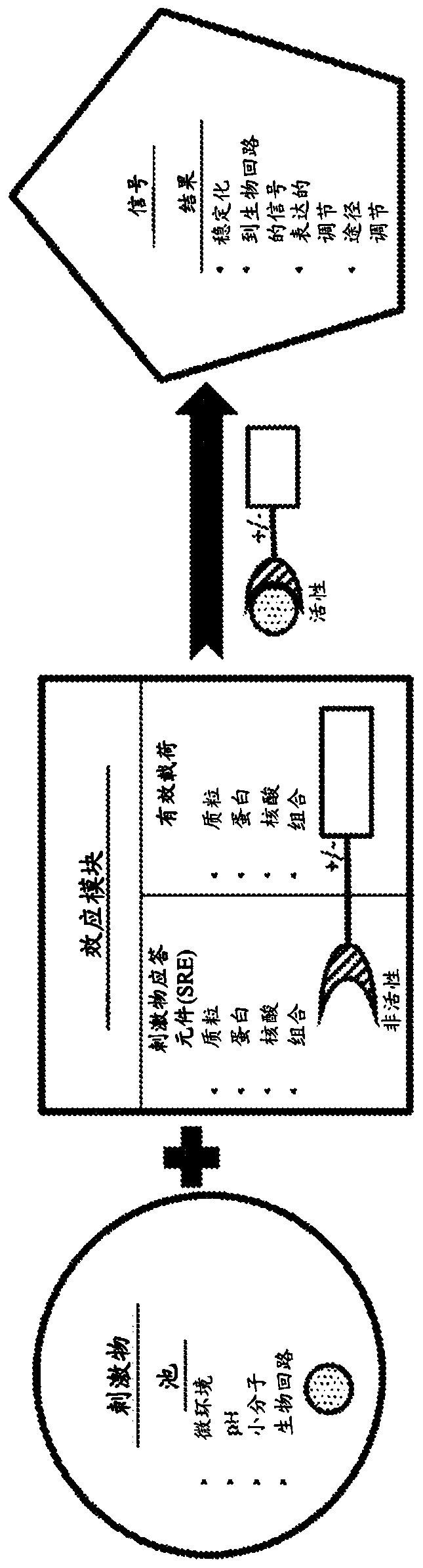 Compositions and methods for immunotherapy