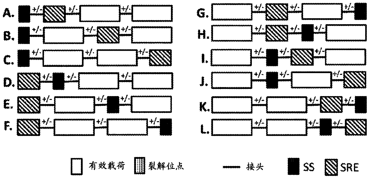 Compositions and methods for immunotherapy