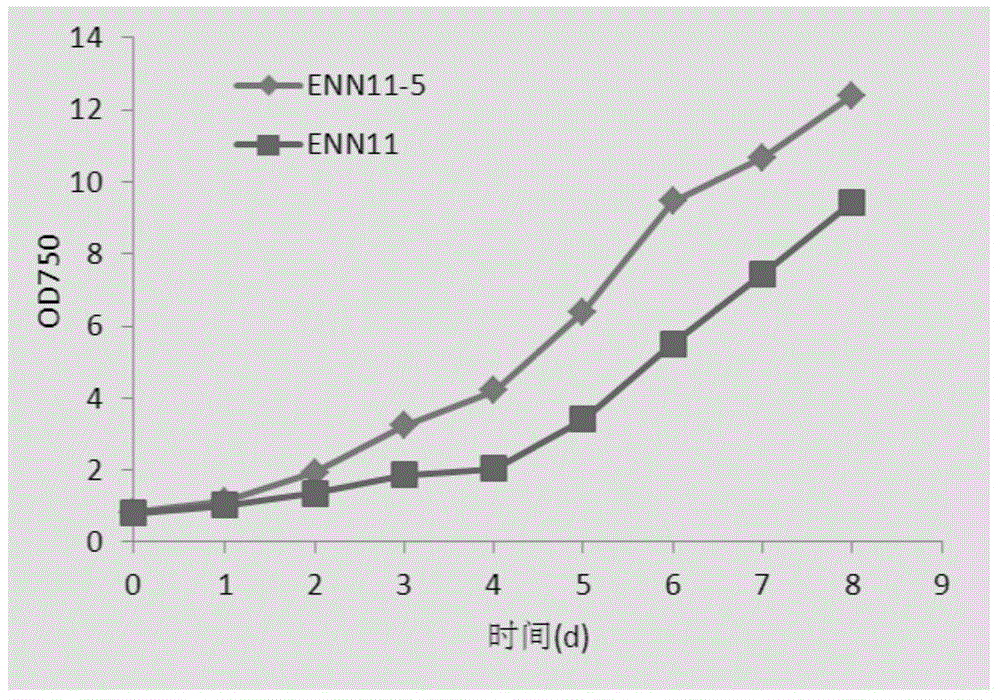 Nannochloropsis sp. mutant strain and applications thereof