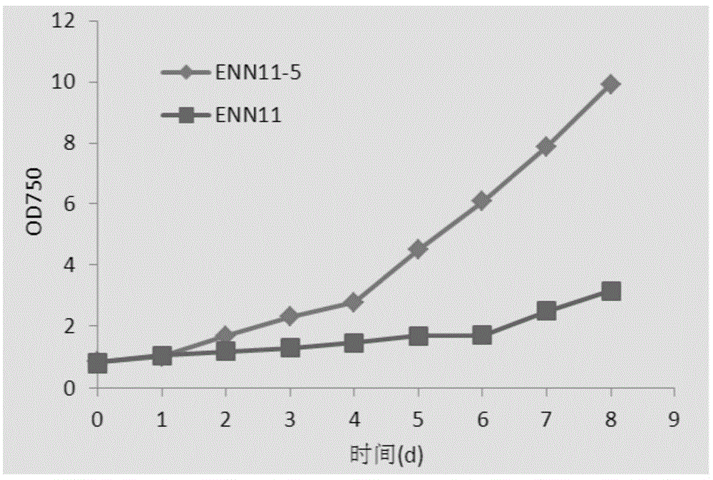 Nannochloropsis sp. mutant strain and applications thereof