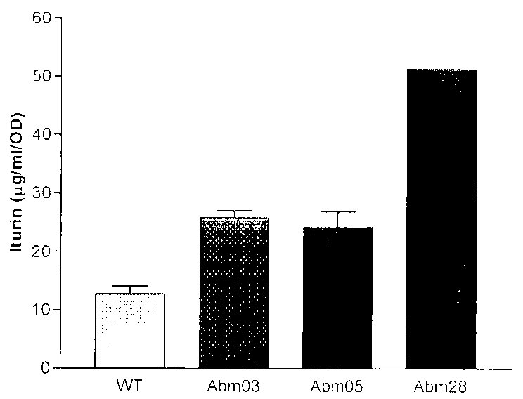 Preparation and application of ribonucleic acid (RNA) polymerase mutant for highly yielding antifungal substance Iturin A