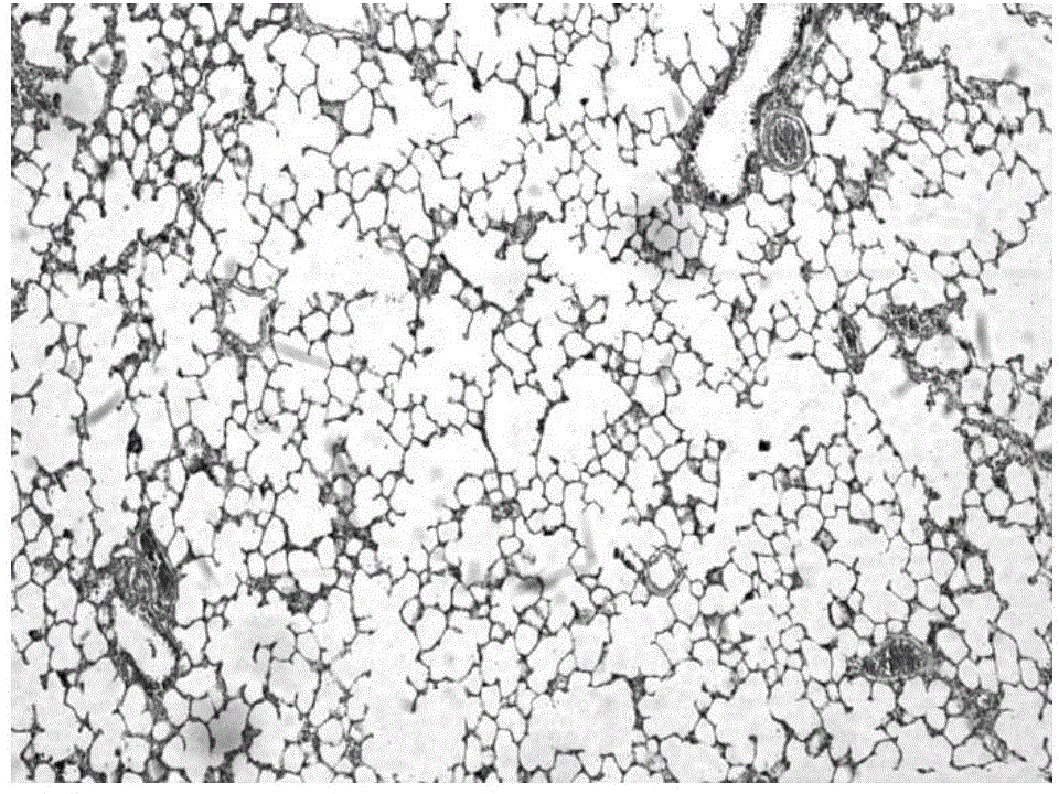 Method for noninvasive production of chronic obstructive pulmonary disease acute exacerbation animal model