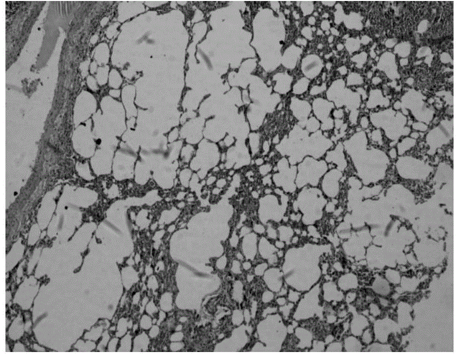 Method for noninvasive production of chronic obstructive pulmonary disease acute exacerbation animal model