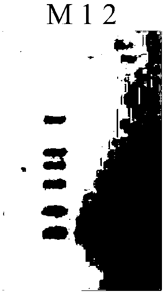 Recombinant interleukin 18 as well as preparation method and application thereof