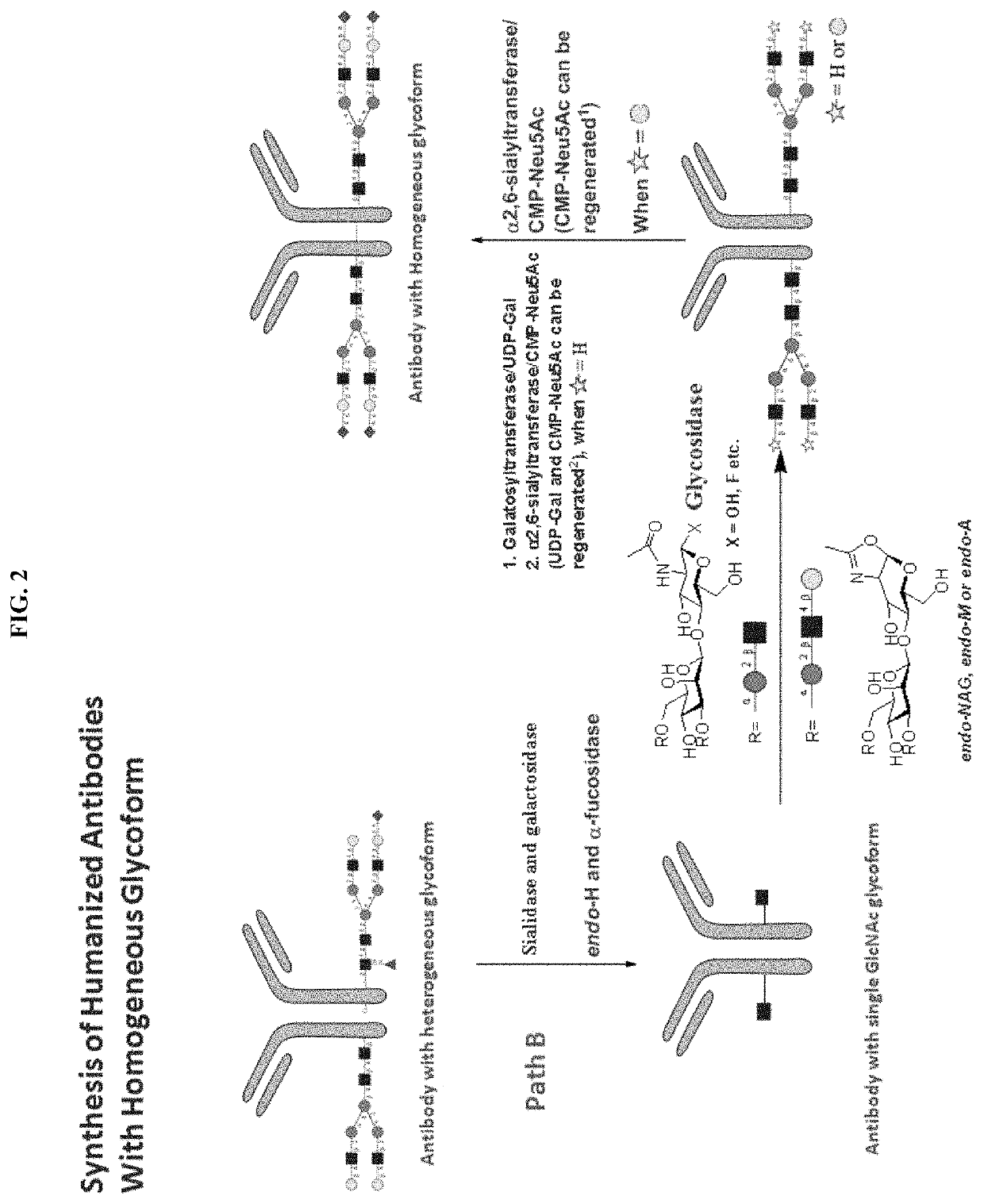 Methods for modifying human antibodies by glycan engineering