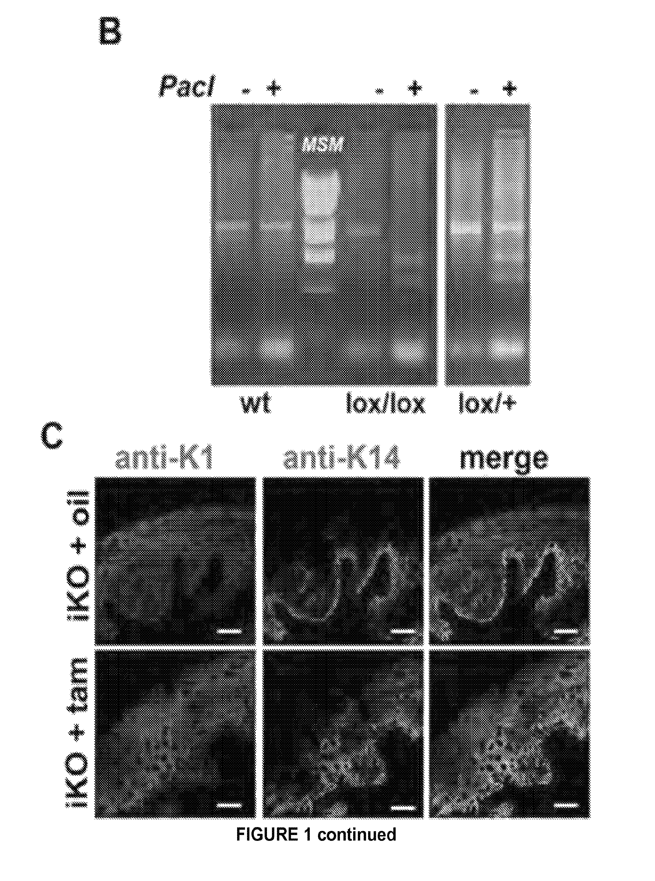 Activation of TRPV4 ion channel by physical stimuli and critical role for TRPV4 in organ-specific inflammation and itch