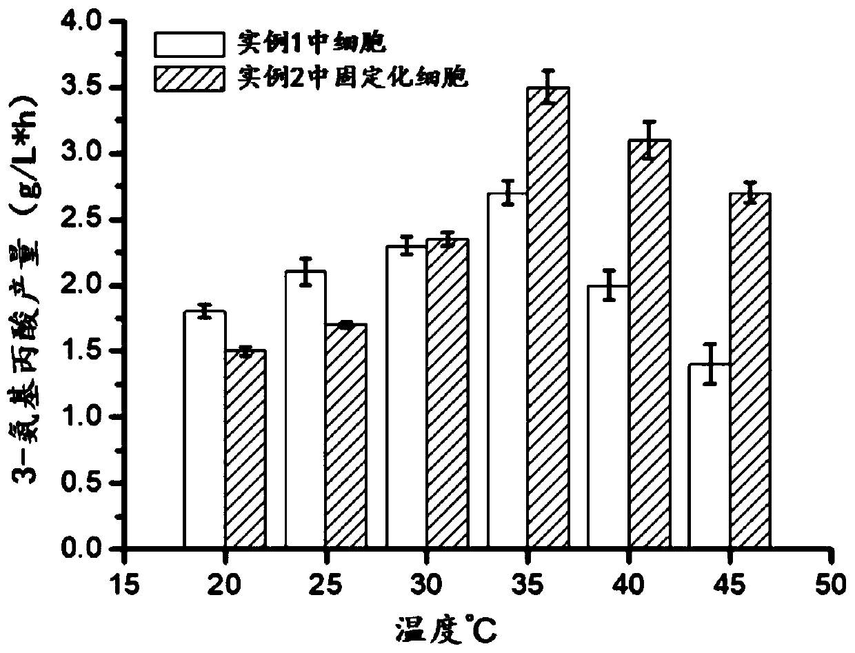 Immobilized whole-cells, preparation method of immobilized whole-cells, and application in production of 3-aminopropionic acid