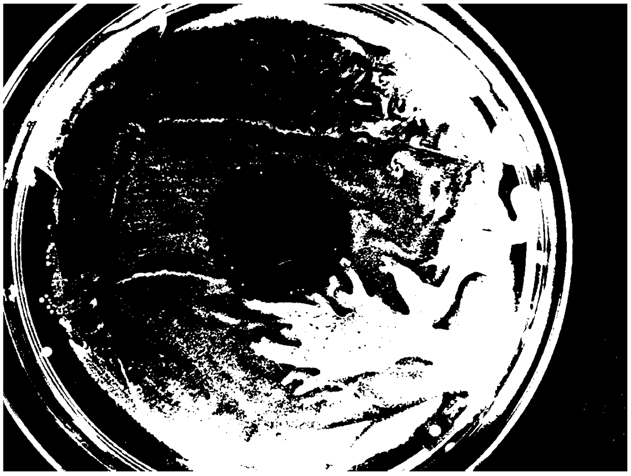 Super-hydrophilic coating with long-acting antibacterial property and preparation method thereof