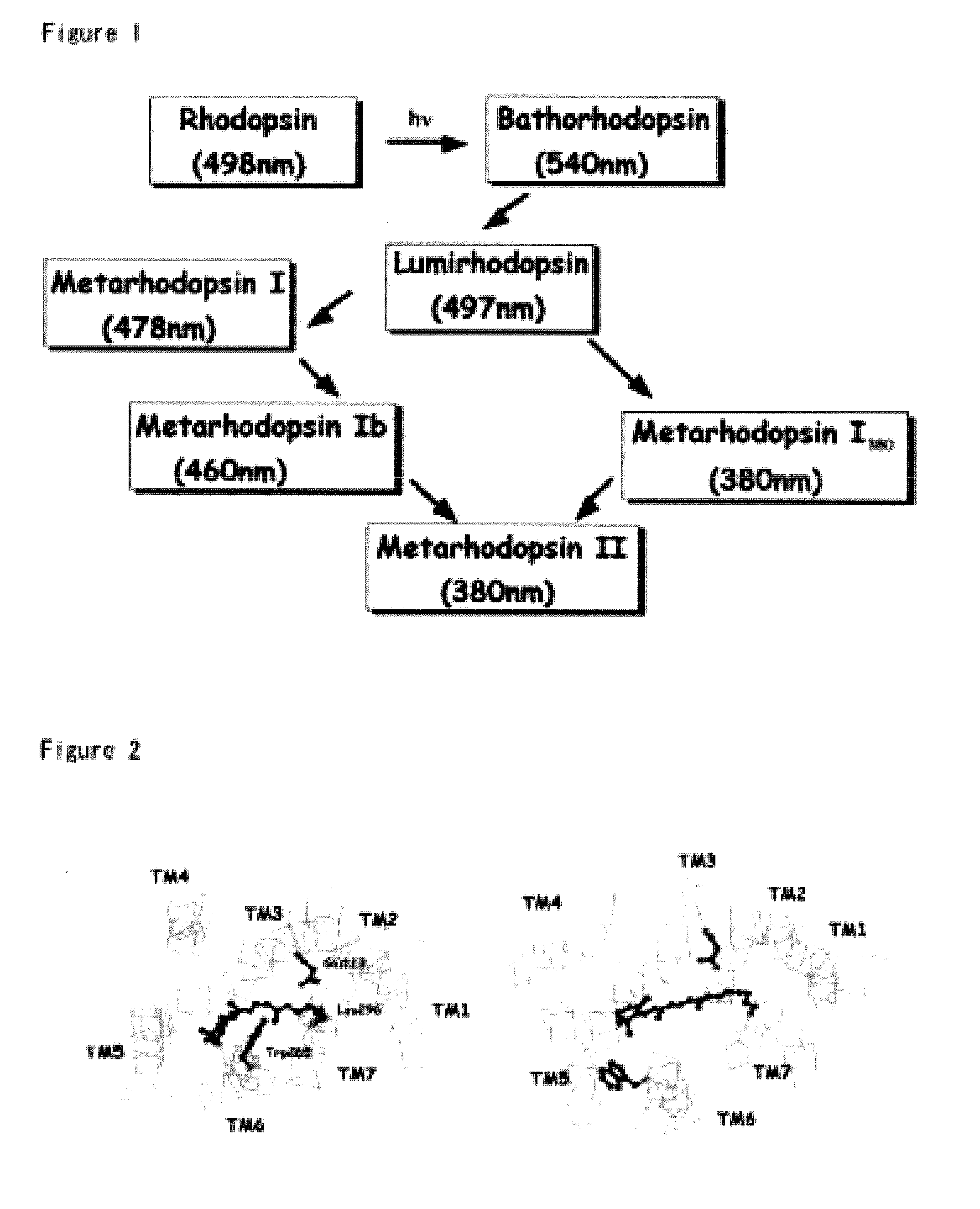 Structural Model Of G Protein-Coupled Receptor And Method For Designing Ligand Capable Of Binding To G Protein-Coupled Receptor Using The Structural Model