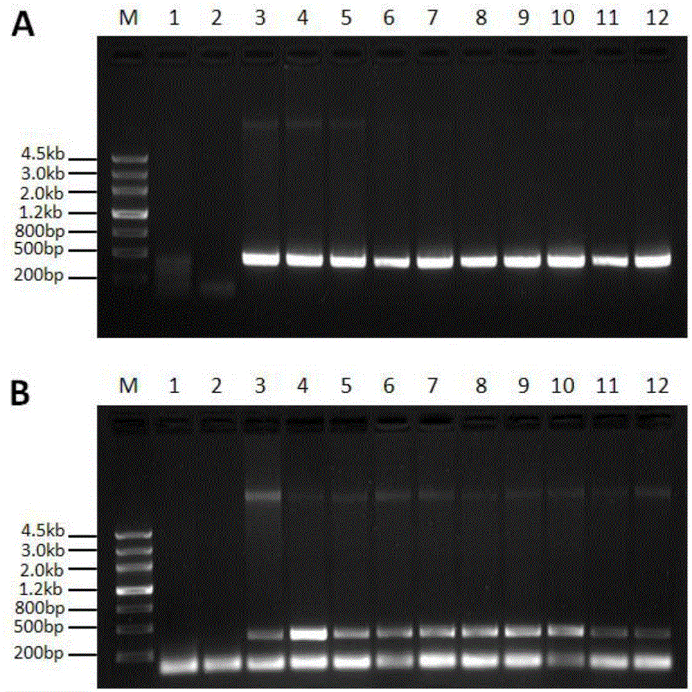 Construct for regulating fertility of plant pollens and usage thereof