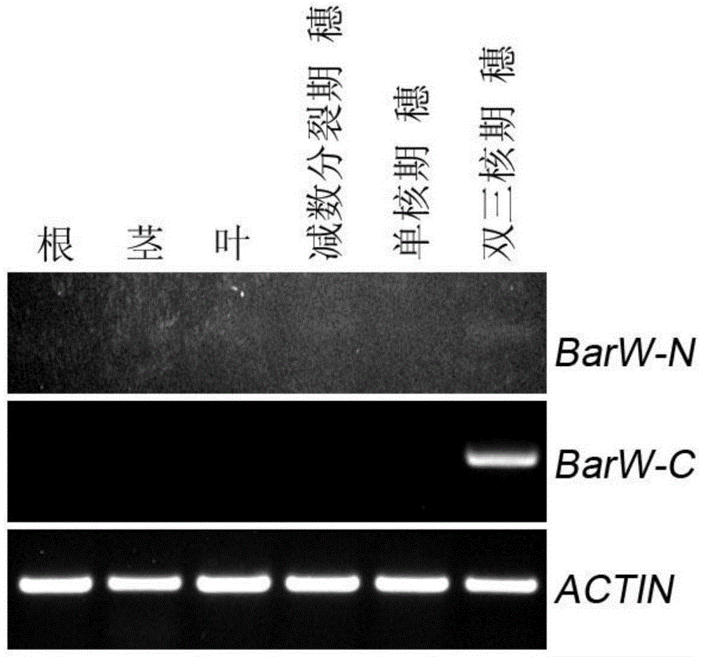 Construct for regulating fertility of plant pollens and usage thereof