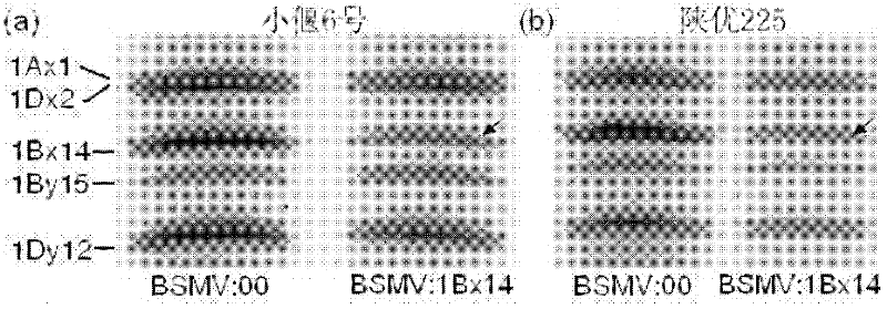 Target gene silencing method for wheatears and grains mediated through recombination barley streak mosaic virus