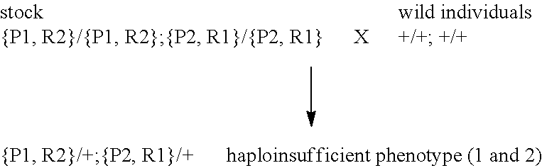 Stable transformation of a population and a method of biocontainment using haploinsufficiency and underdominance principles