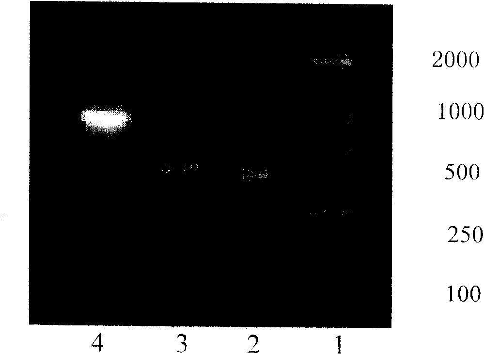 Anti-CD33 engineering antibody for target conjugated marrow series leukemia cell and its expression vector and use