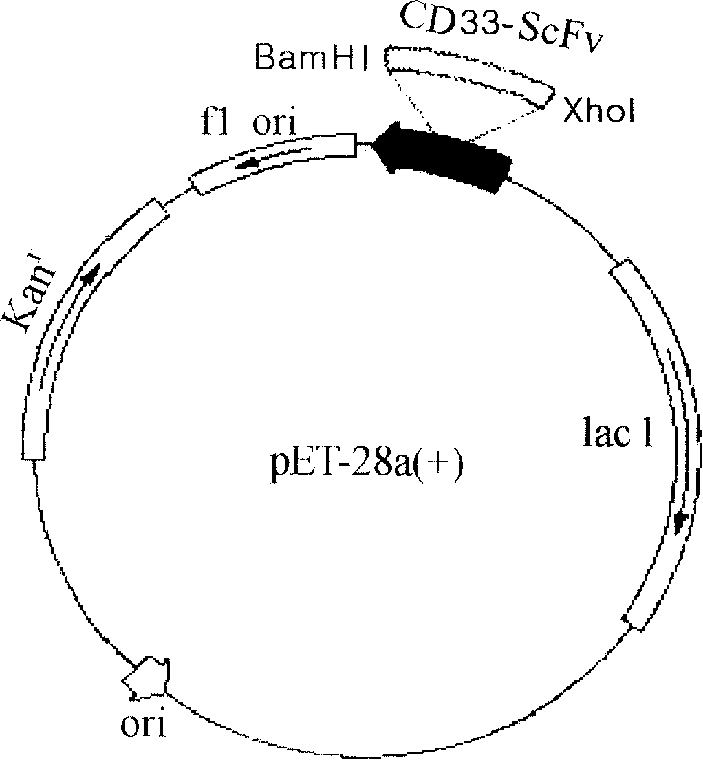 Anti-CD33 engineering antibody for target conjugated marrow series leukemia cell and its expression vector and use