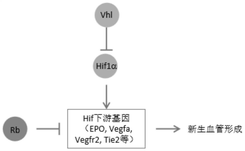 A method for constructing retinal hemangioma-like hyperplasia and/or retinal capillary hemangioma model