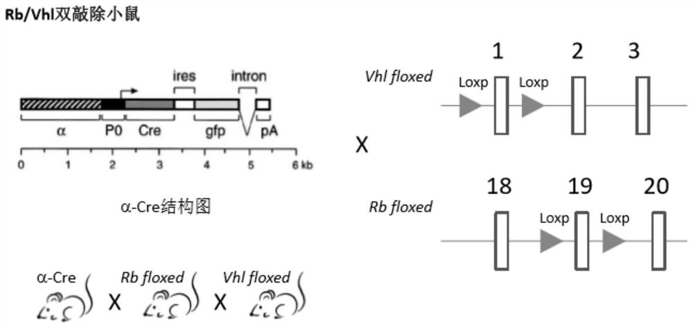 A method for constructing retinal hemangioma-like hyperplasia and/or retinal capillary hemangioma model