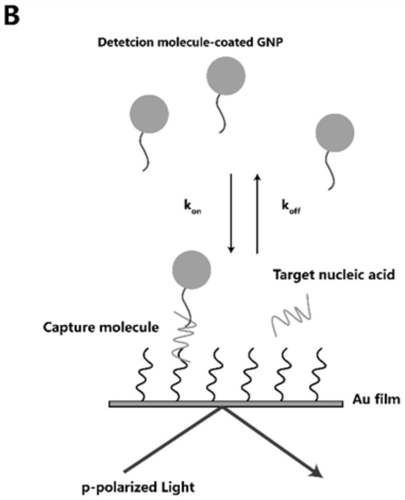 Amplification-free nucleic acid detection method