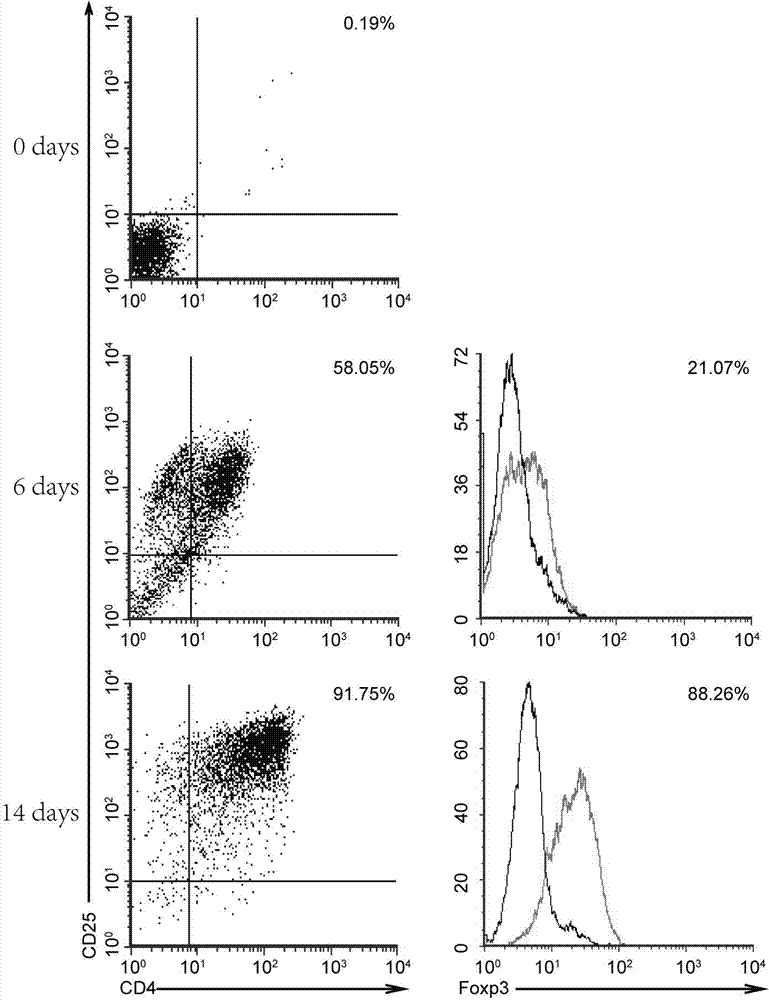 Cord blood regulative T-cell in-vitro amplification method