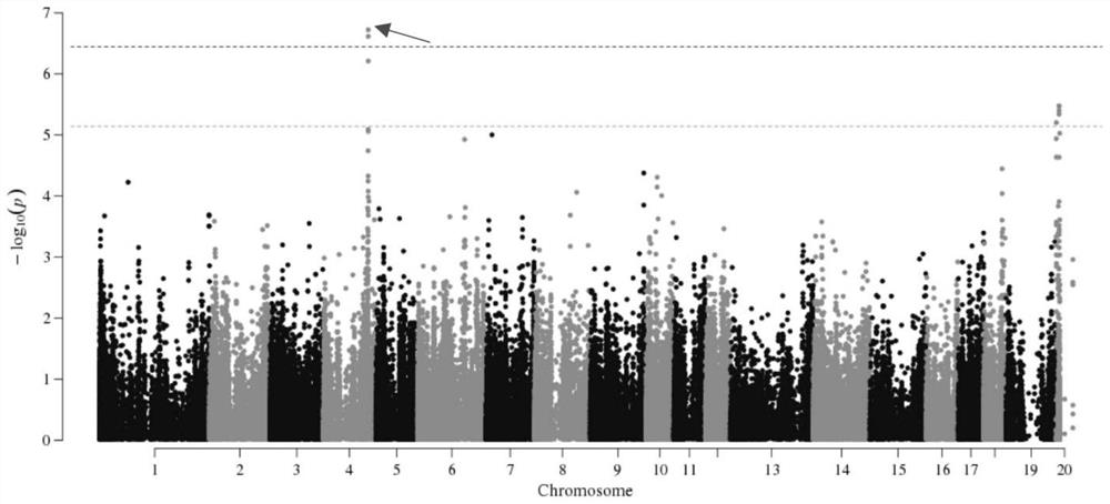 A kind of SNP marker related to pig birth weight traits and its application