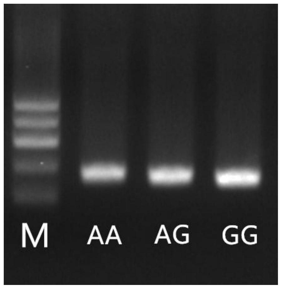 A kind of SNP marker related to pig birth weight traits and its application