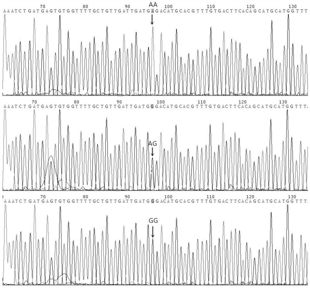 A kind of SNP marker related to pig birth weight traits and its application