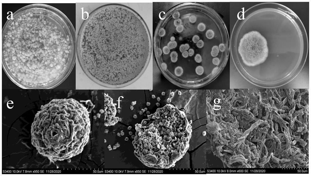 Mixed bacteria liquid-state fermented tea and preparation method thereof