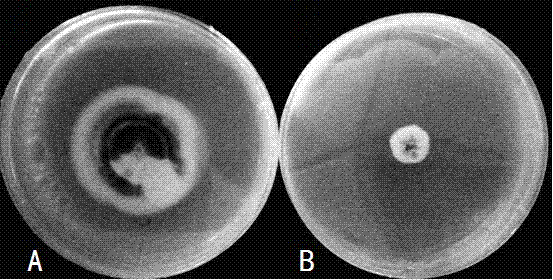 Application of Bacillus methylotrophicus ZBL-1 in control of cotton verticillium wilt