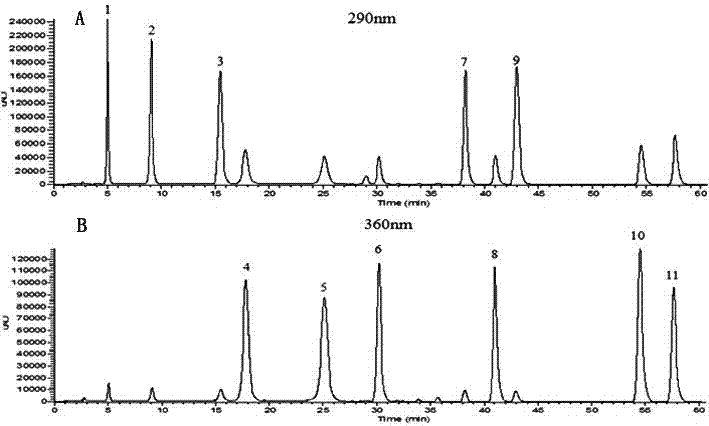 A method for simultaneous determination of 11 flavonoids in vine tea by HPLC