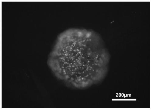 High-porosity polycaprolactone porous microsphere scaffold used for bone tissue regeneration and preparation method for high-porosity polycaprolactone porous microsphere scaffold